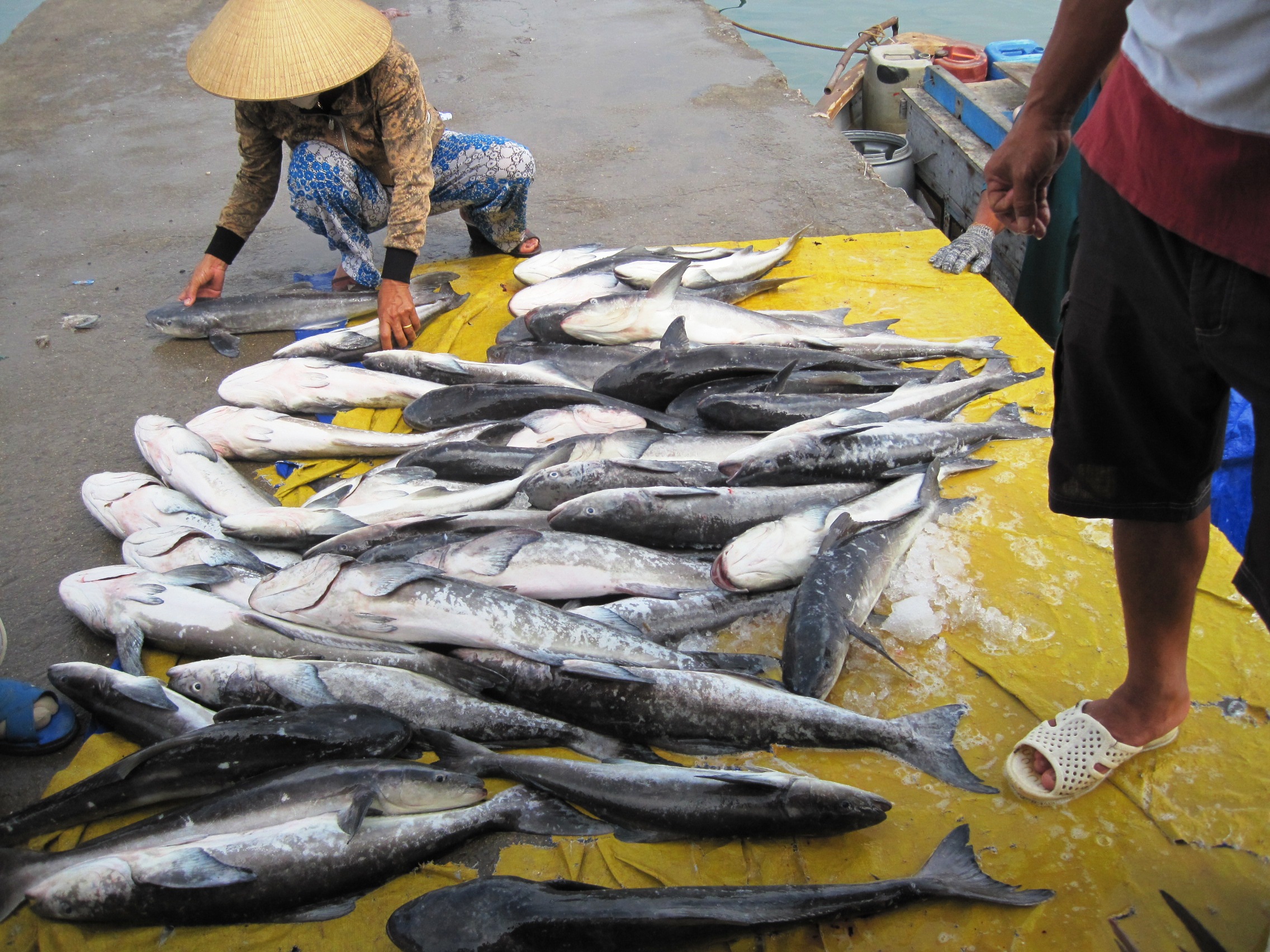 Cá bớp chết trắng bè, ngư dân mất tiền tỉ
