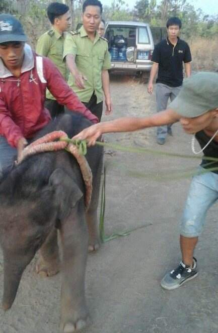 Voi mẹ không chịu nhận voi con vì... có hơi người