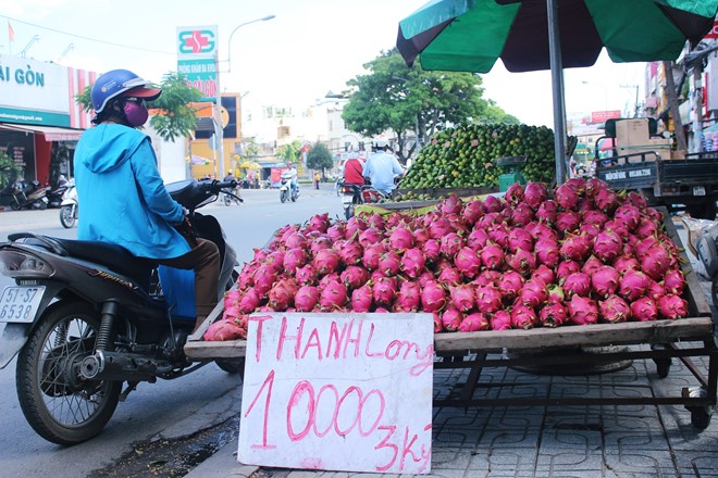 Thanh long bán lề đường Sài Gòn có giá 200 đồng/kg tại vườn