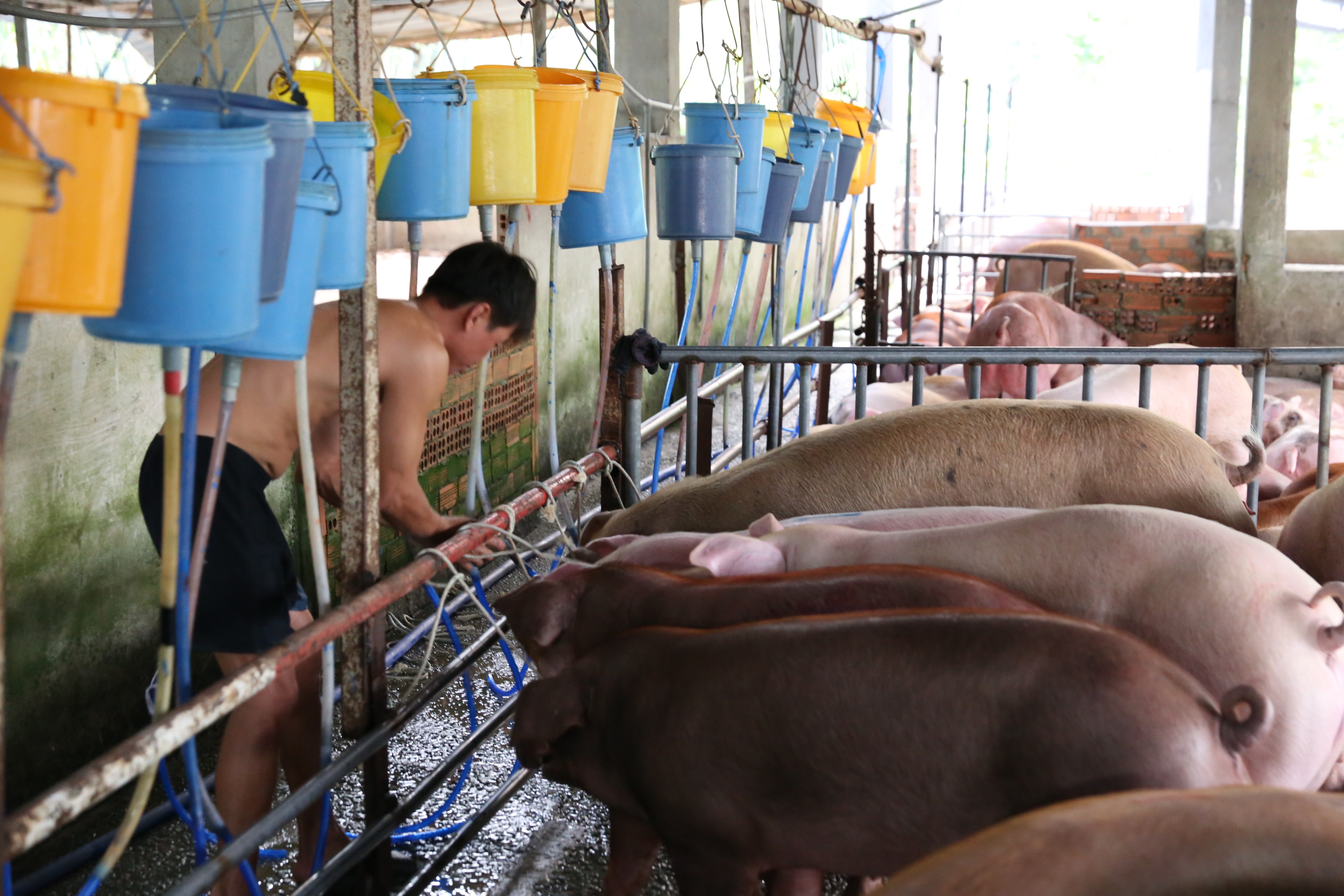 Bắt quả tang bơm nước, tiêm thuốc an thần hơn 200 con heo
