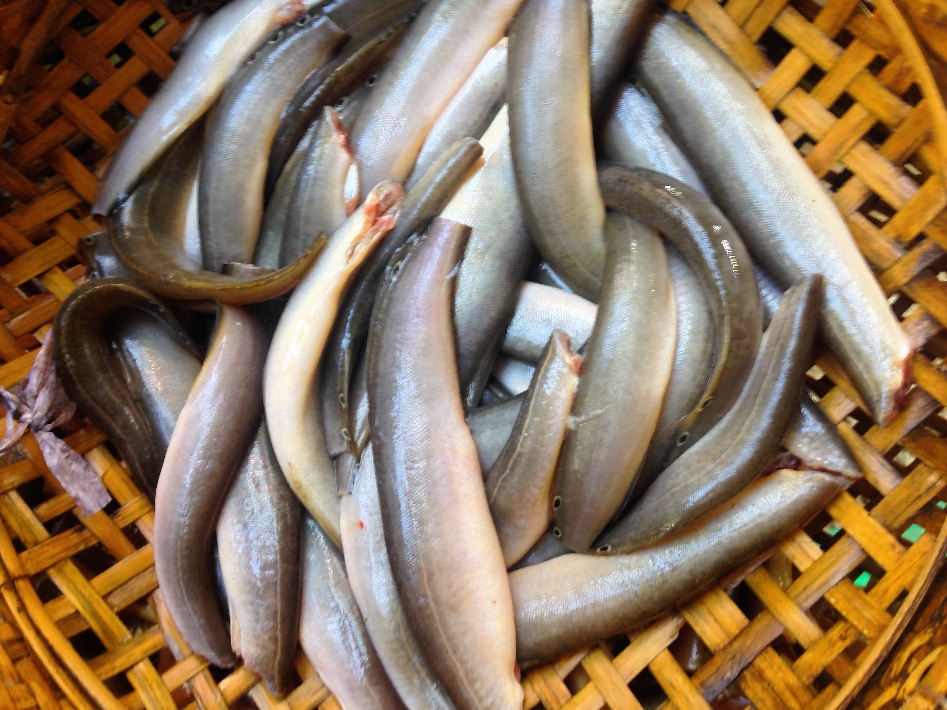 
C&aacute; chạch gi&uacute;p tăng cường bản lĩnh đ&agrave;n &ocirc;ng
