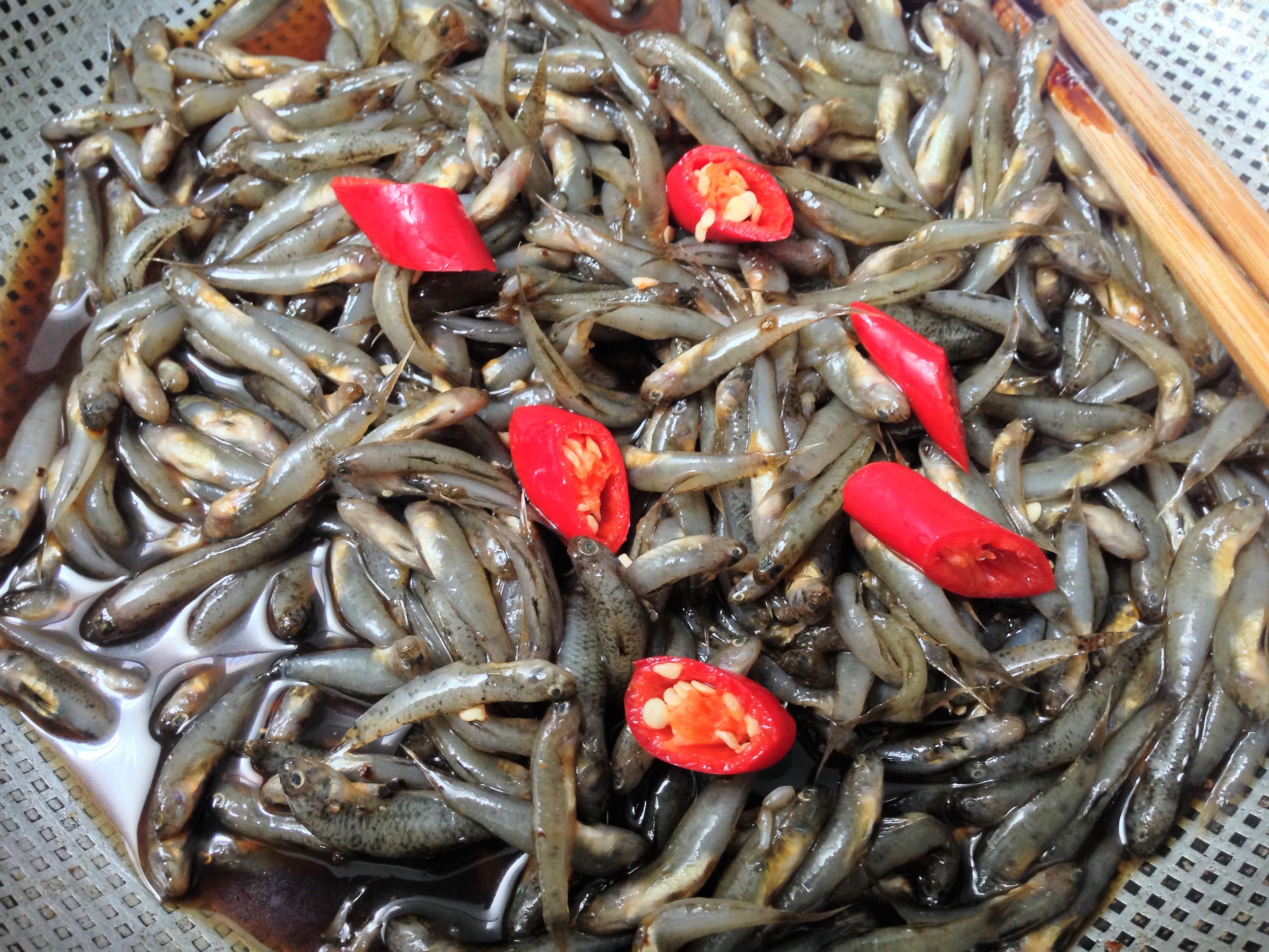 Cá bống ướp trước khi kho