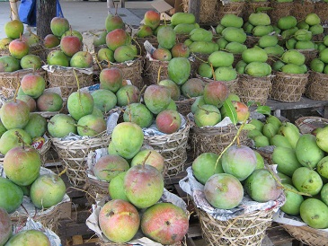 Khánh Hoà dán tem chứng nhận thương hiệu xoài Cam Lâm