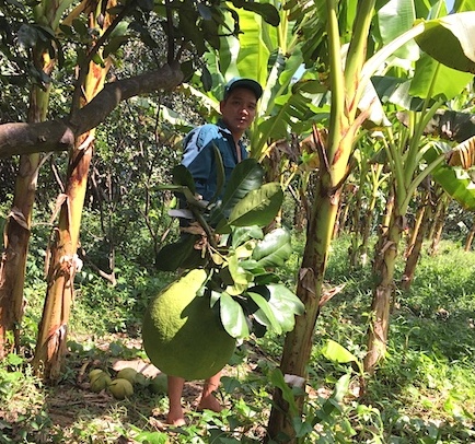 Vì sao ĐBSCL “lép vế” so với TP HCM?