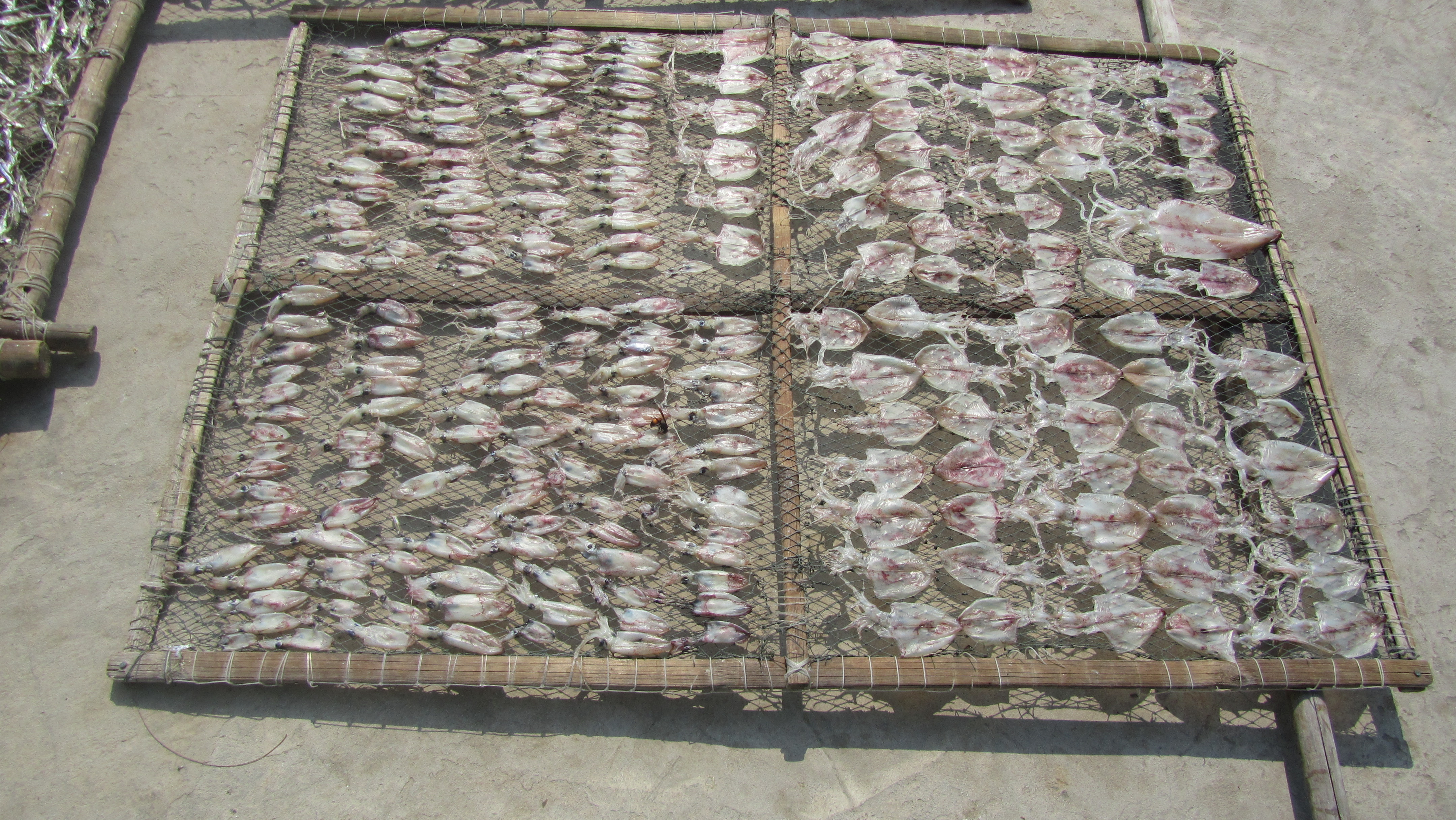 Cá và mực phơi ở khắp nơi