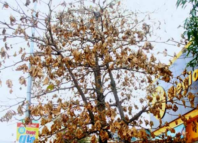 Lá cây bàng chết khô
