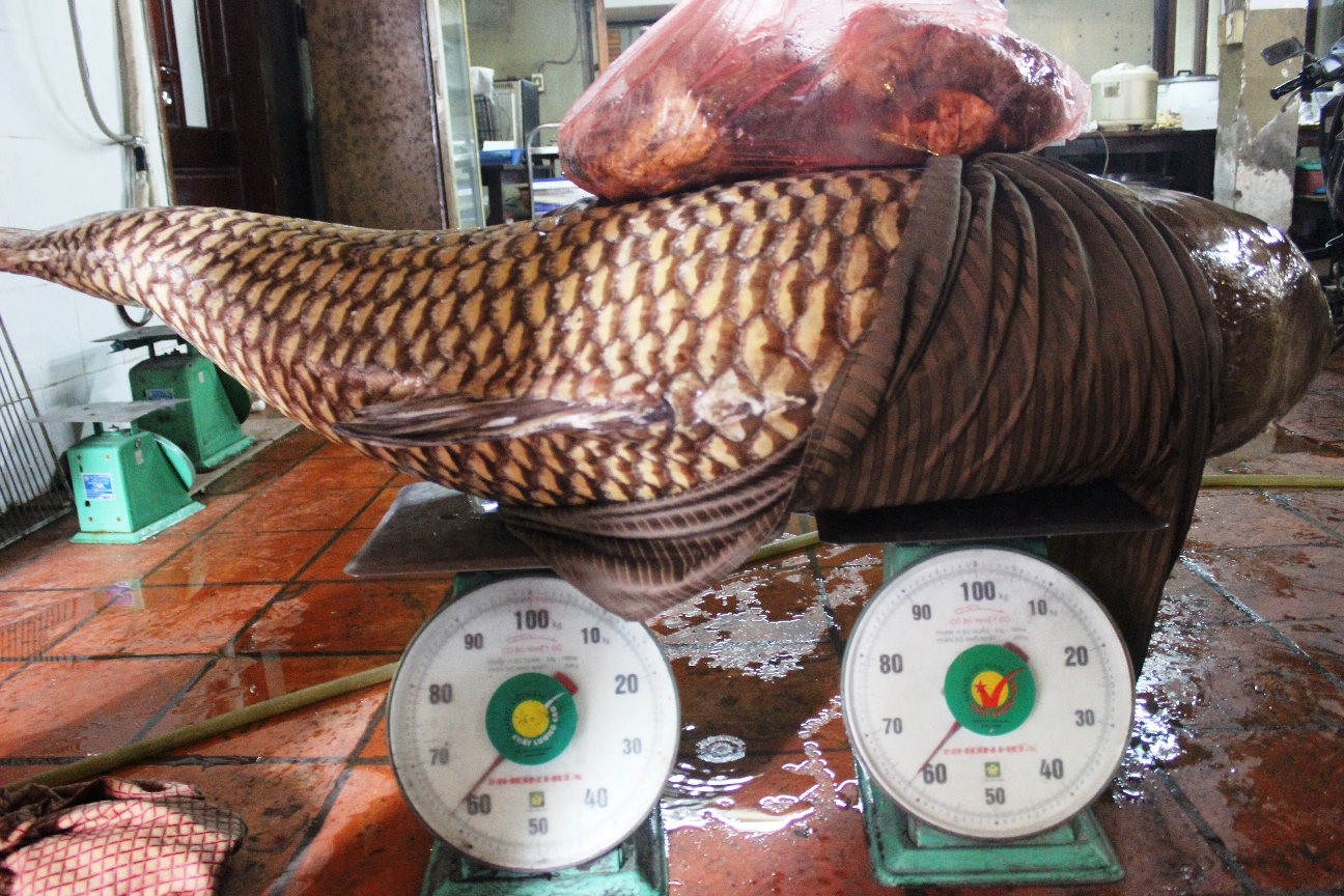 Cá hô Biển Hồ 130 kg về nhà hàng ở Sài Gòn