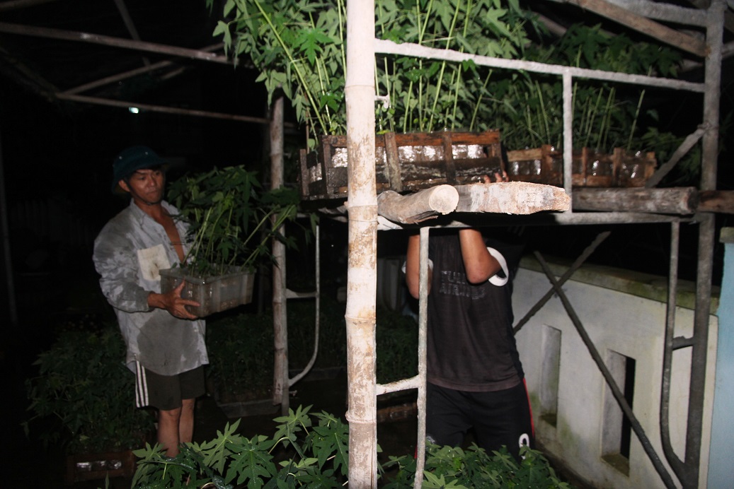Đưa cây giống lên cao để tránh hư hỏng
