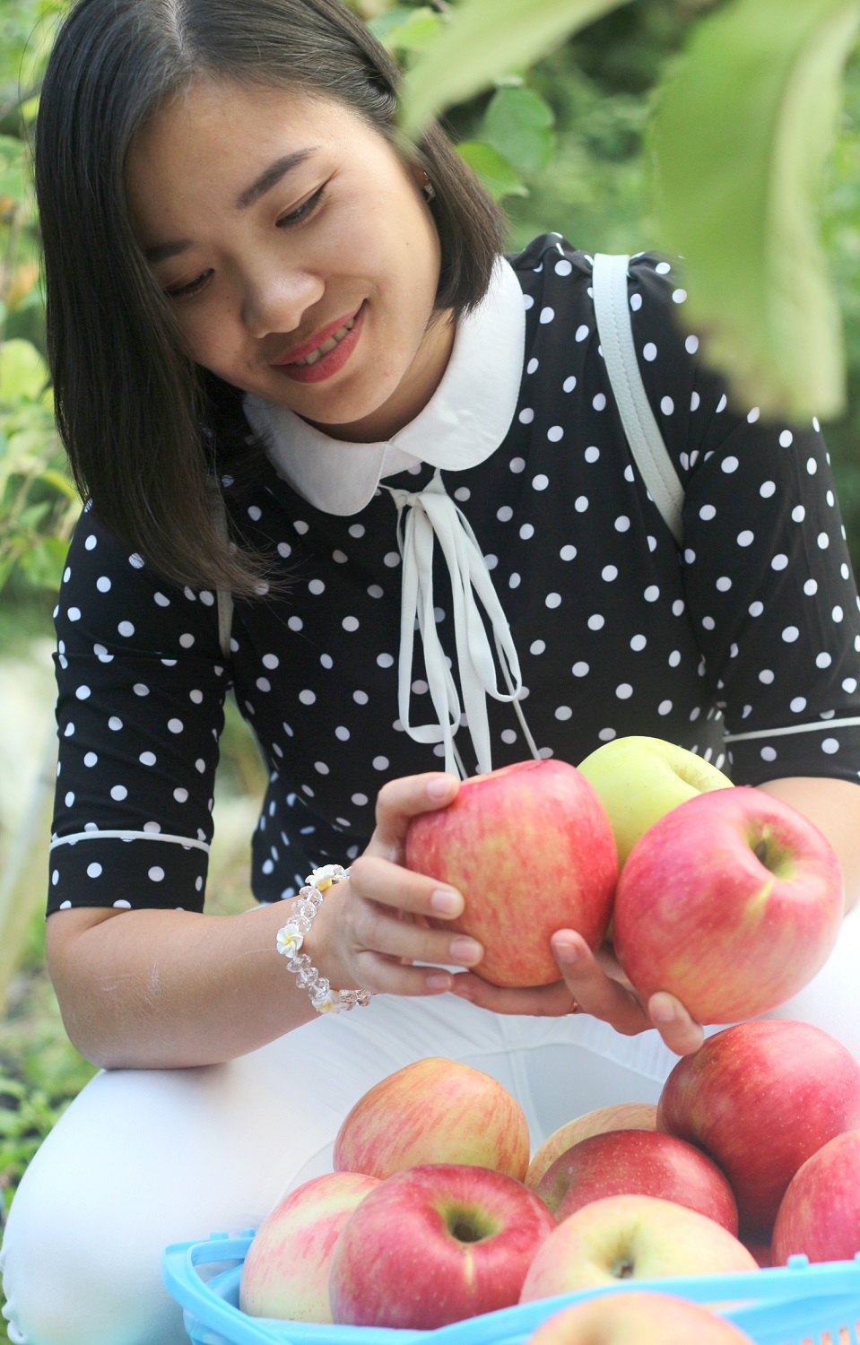 Du khách còn có thể mua táo về làm quà tặng người thân