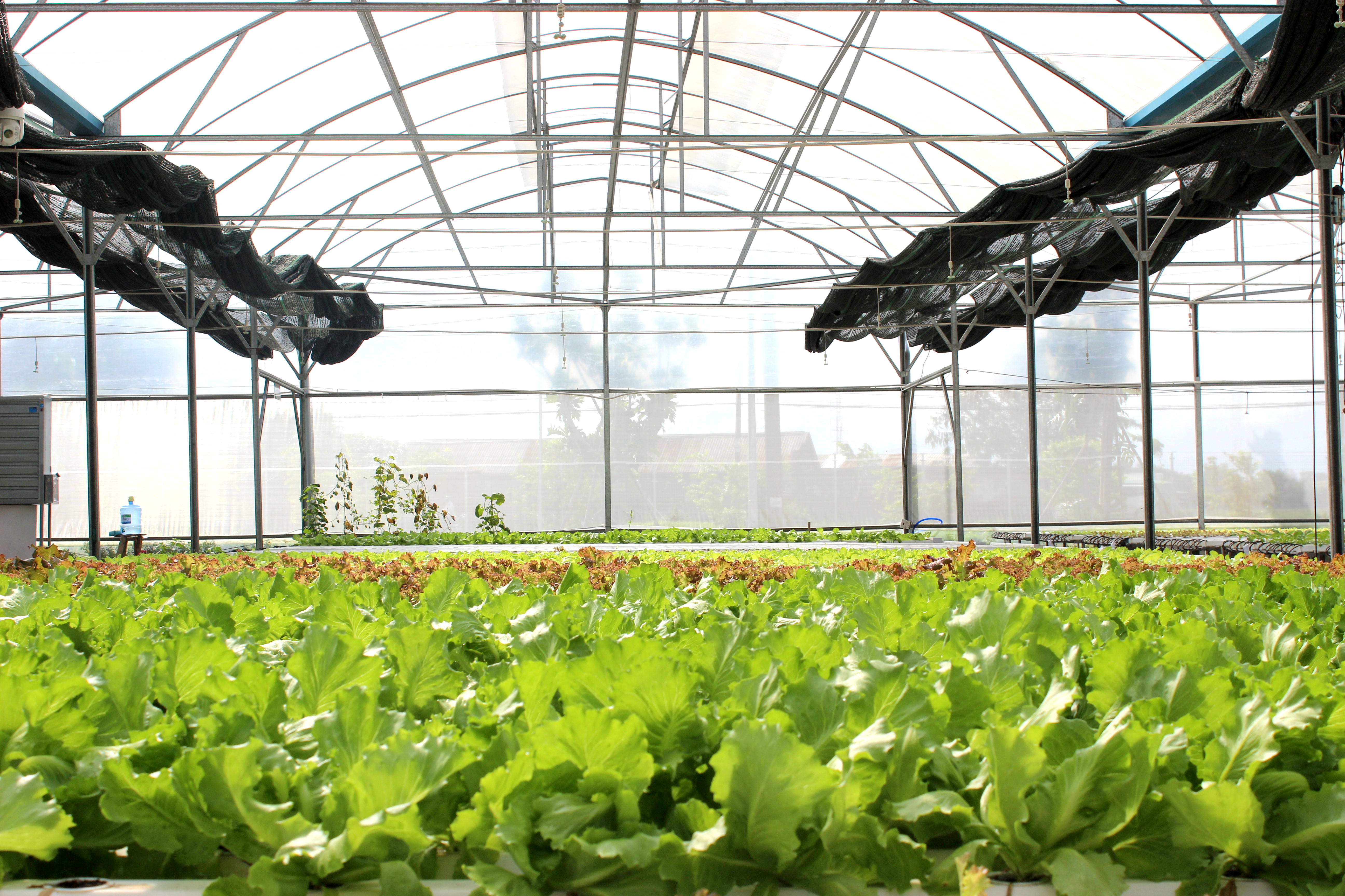 Veeteq Farm: Nông sản  an toàn cho trái tim xanh
