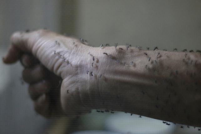 Virus Zika gây dị tật thai nhi lây lan nhanh
