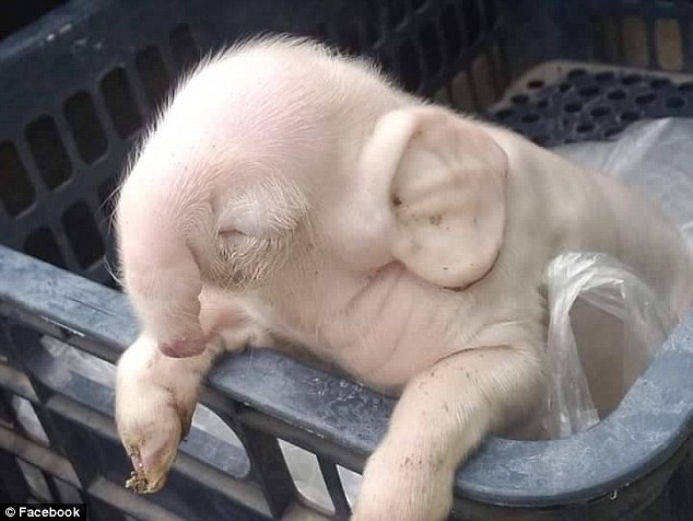 Kỳ lạ chú heo con trông giống voi