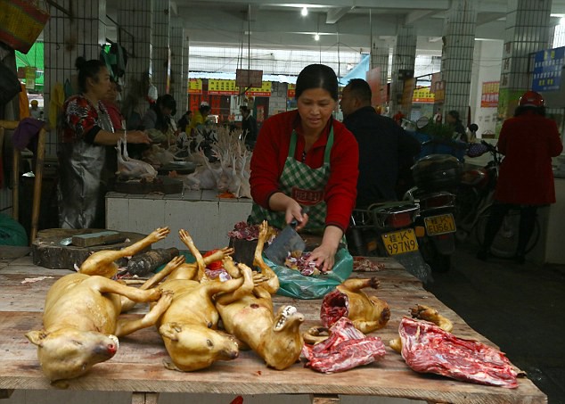 Phớt lờ phản đối, lễ hội thịt chó Trung Quốc vào mùa