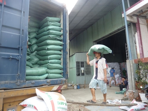 Giá lúa gạo tăng do biến đổi khí hậu
