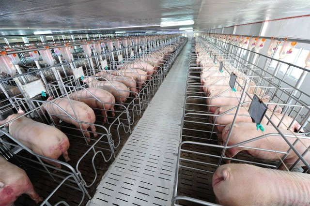 600.000 tấn heo sang Trung Quốc, chủ yếu đường tiểu ngạch
