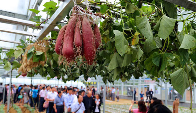 Ngỡ ngàng với giàn khoai lang trĩu củ