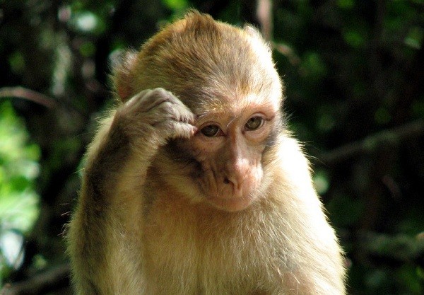 Tay nải gió đưa