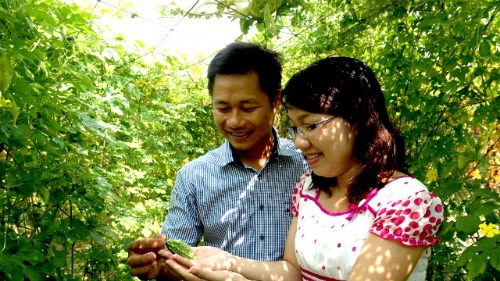 
Kh&ocirc;ng chỉ l&agrave;m tr&agrave; bằng tr&aacute;i khổ qua m&agrave; anh Thuận c&ograve;n tận dụng cả d&acirc;y v&agrave; l&aacute; để l&agrave;m tr&agrave; t&uacute;i lọc. Ảnh: NVCC.
