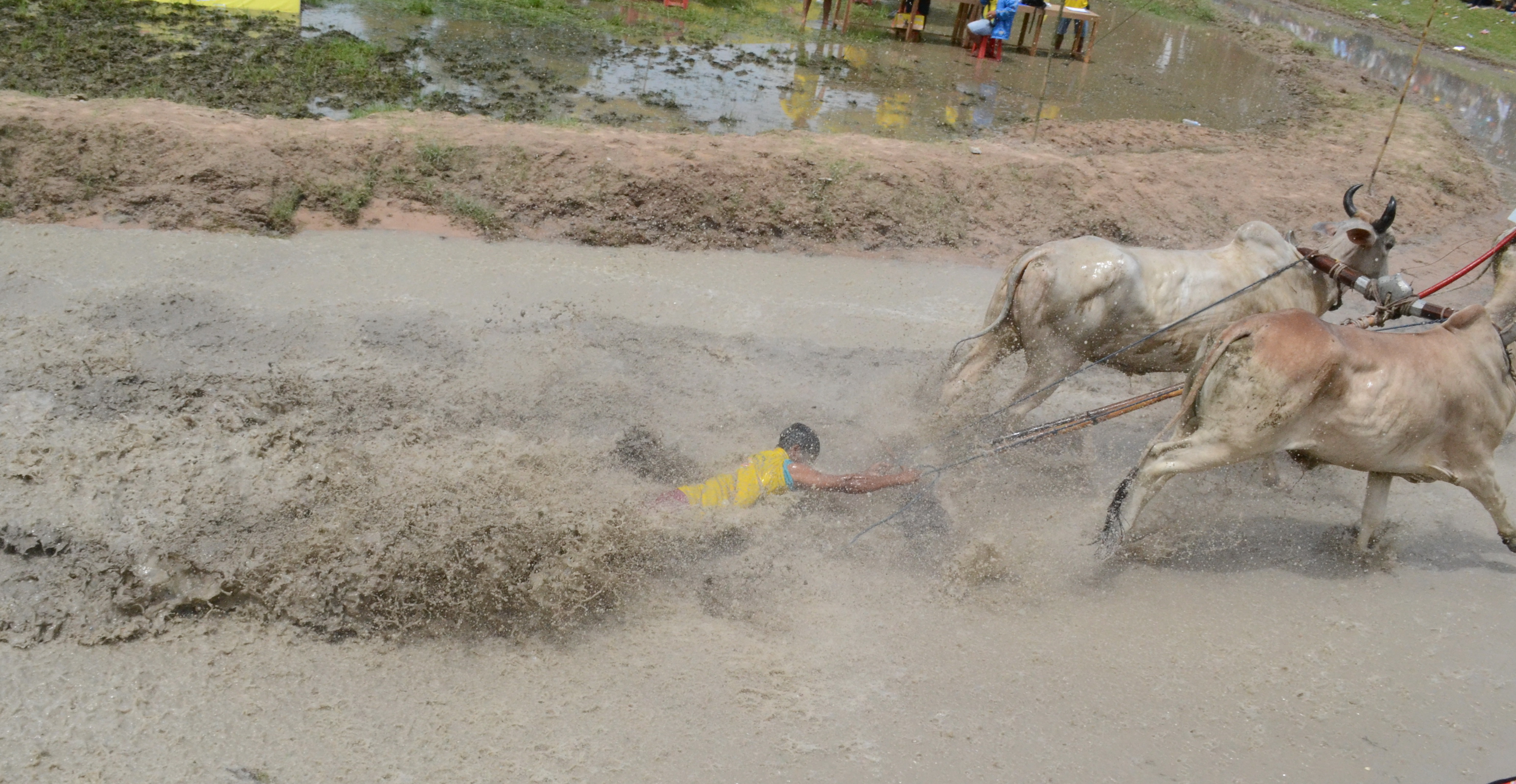 Thót tim với giải đua bò Bảy Núi