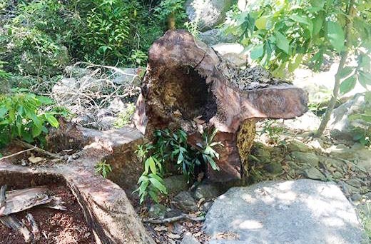 Rừng tiểu khu 63 bị chặt hạ