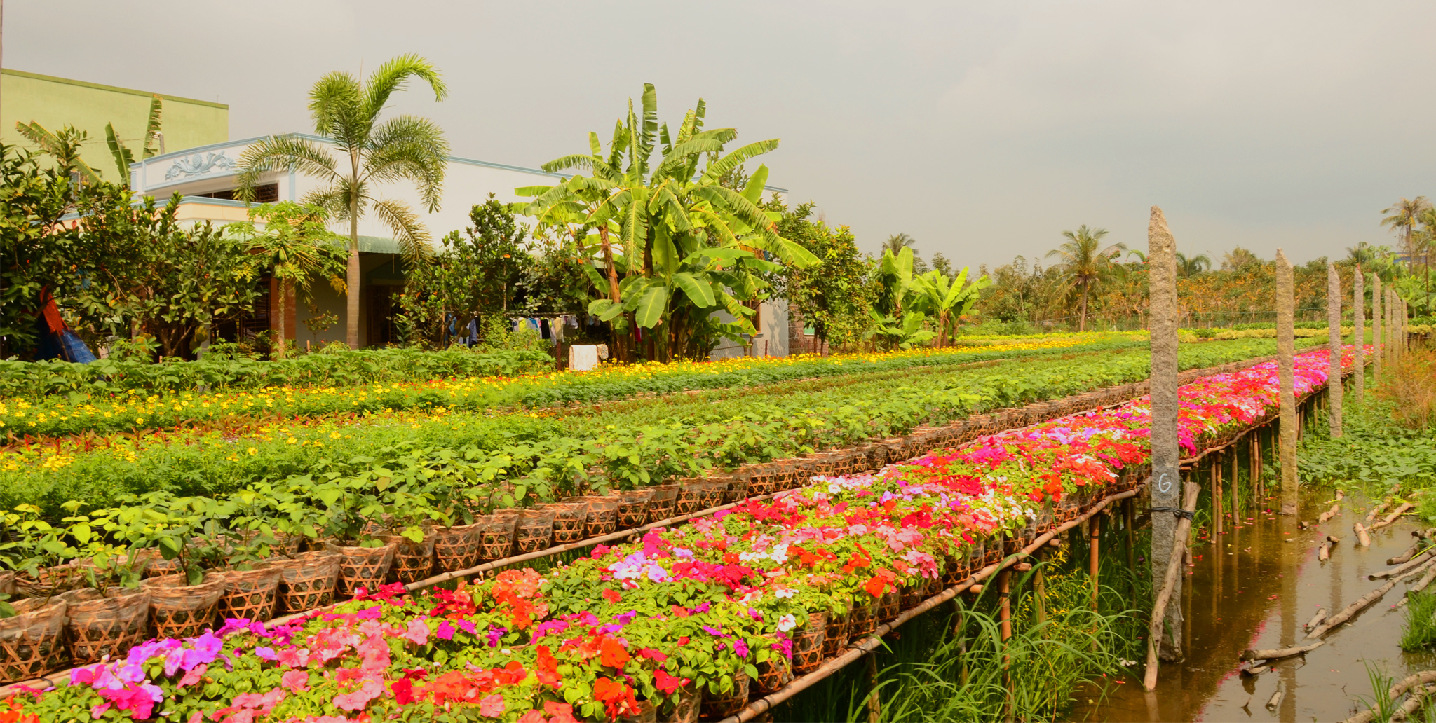 Nô nức về miền Tây sắm Tết