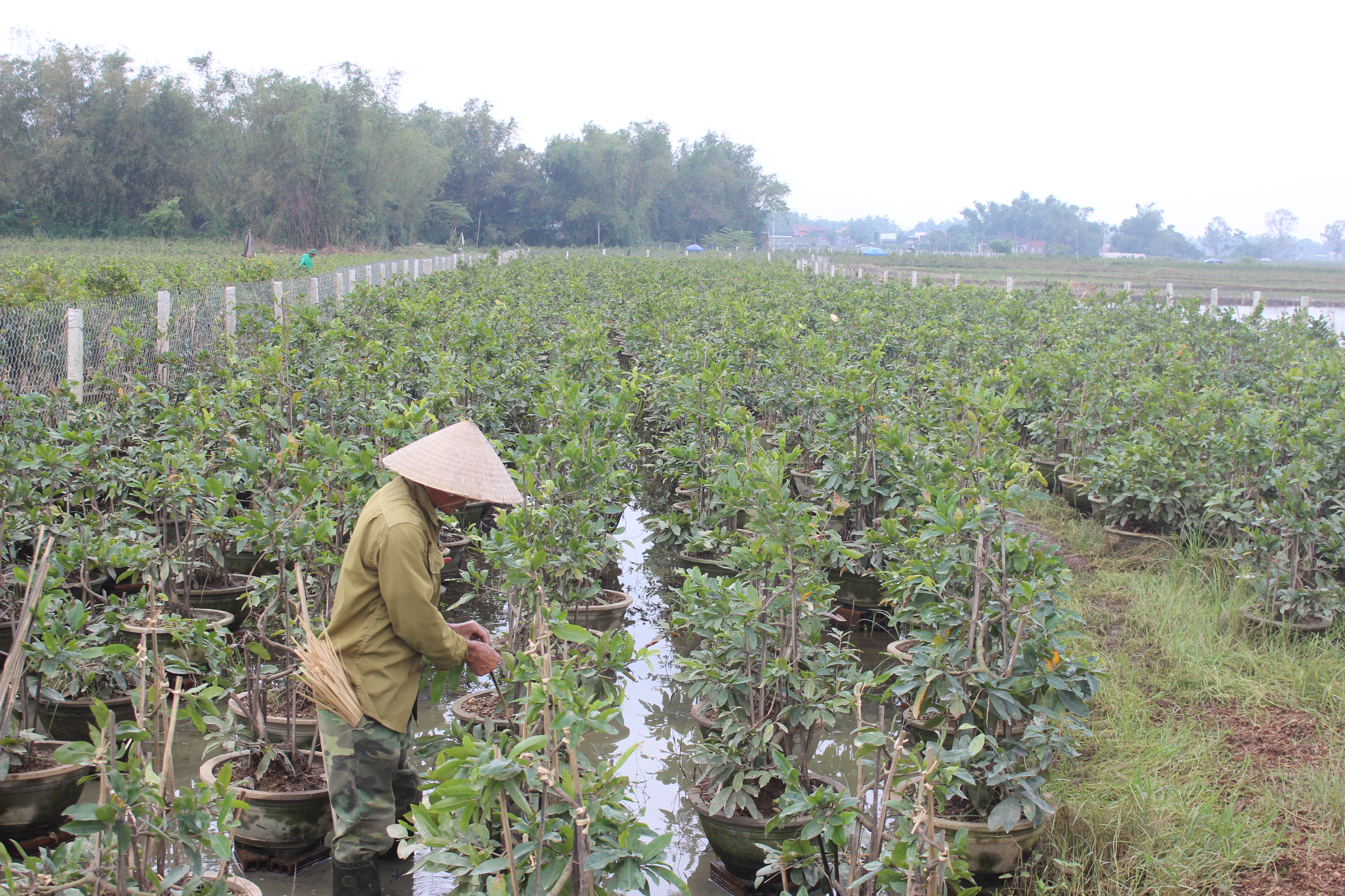 Làng mai Nhơn An, thị xã An Nhơn có diện tích khoảng 350ha bị tiêu điều sau các cơn lũ