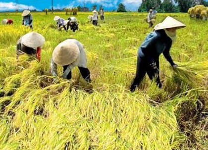 Để nông dân tự “bơi”