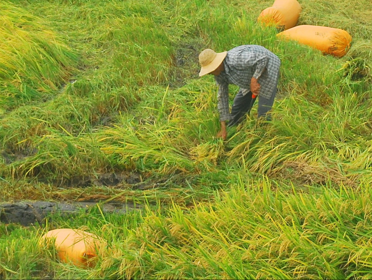 Hết hạn mặn đến mưa dầm, nông dân miền Tây điêu đứng