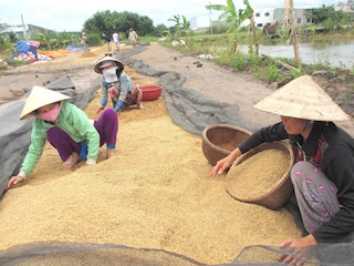 Giá lúa ĐBSCL tăng vọt, bà con nông dân mừng ra mặt