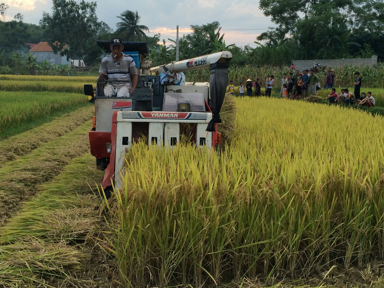 Muốn gặt lúa phải đóng 2 triệu đồng... an ninh
