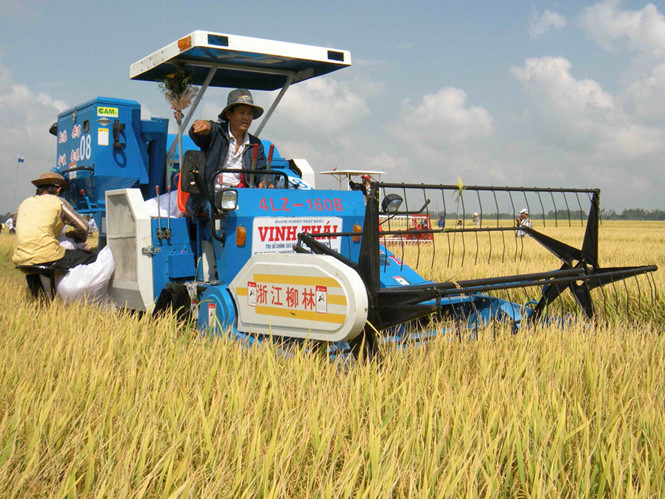 Nông dân ăn Tết lớn nhờ trúng giá