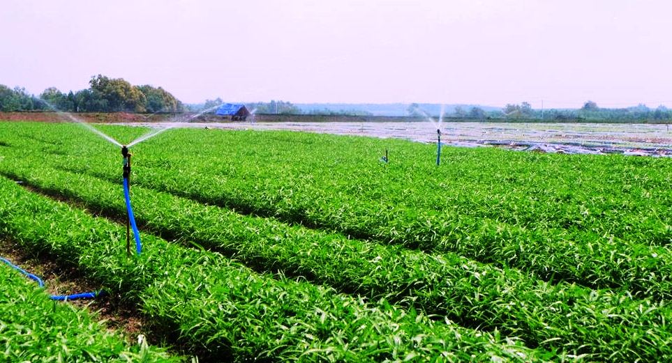 Loạn giá rau hữu cơ: Hàng rau sạch bóc mẽ nhau