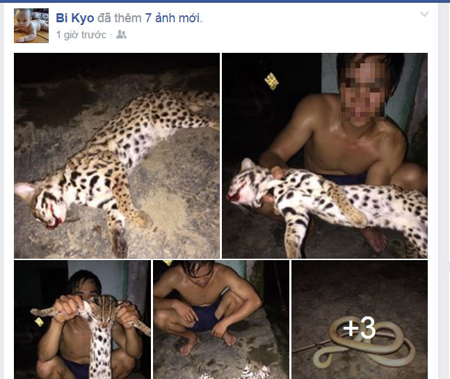 Xác minh thanh niên khoe ảnh làm thịt mèo rừng quý hiếm trên facebook