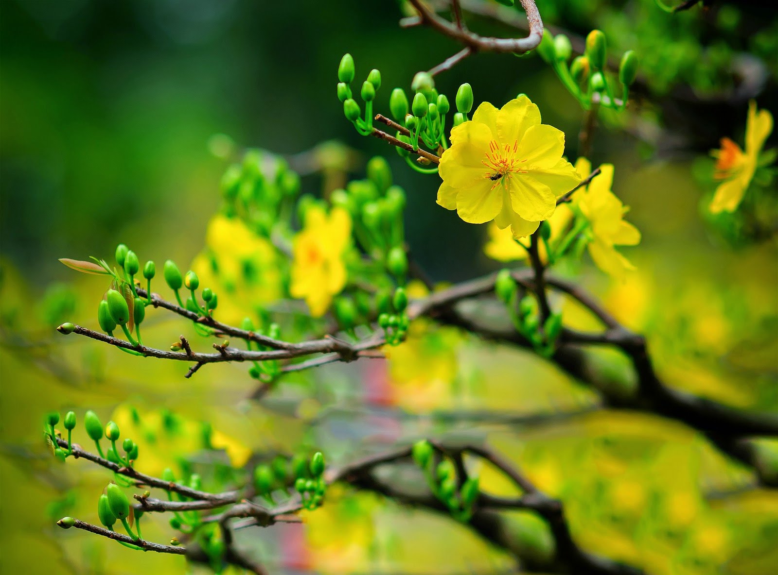 Vui Xuân hết bệnh