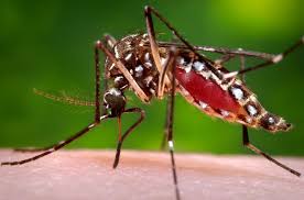 Cảnh giác cao độ phòng ngừa virus Zika