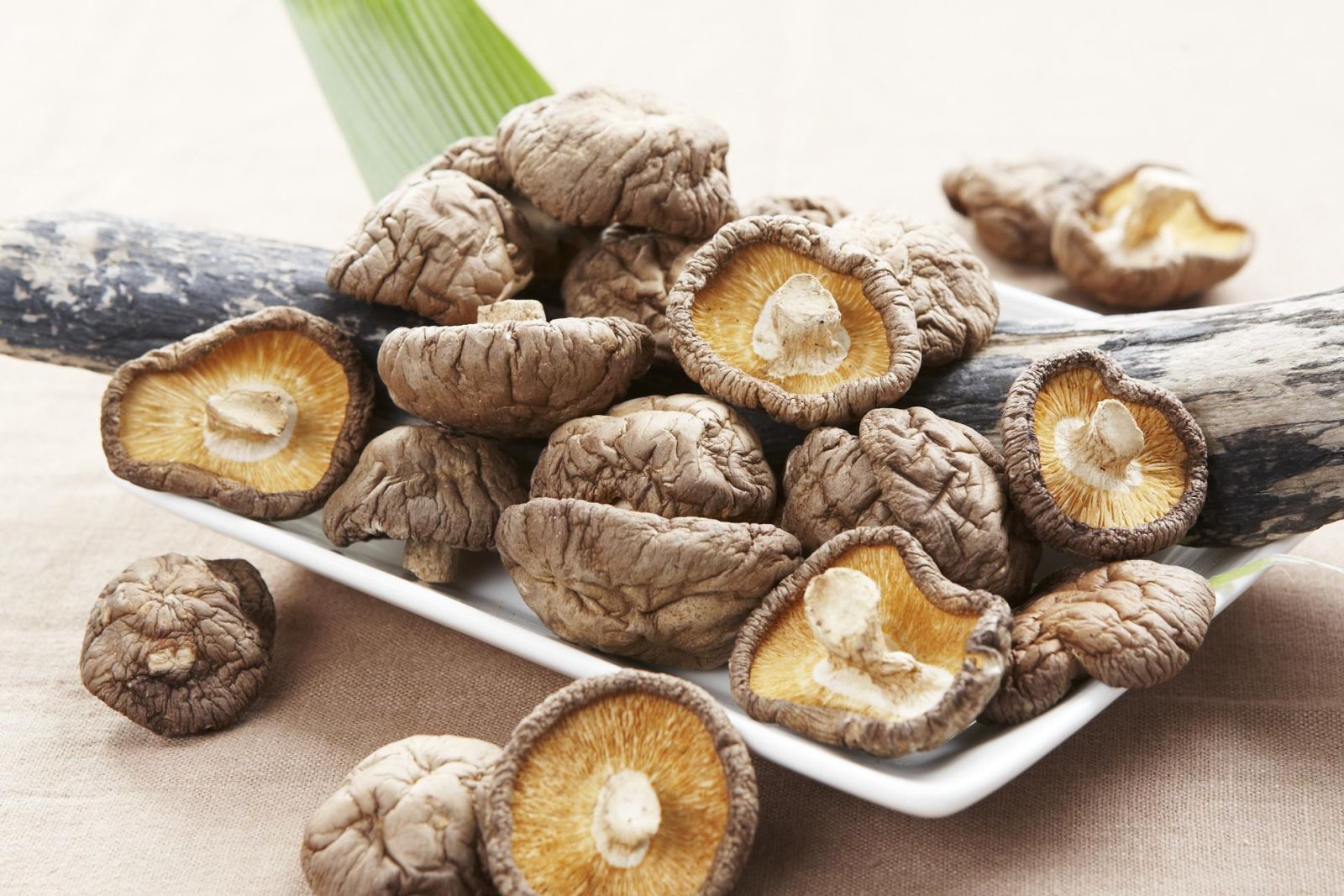 
Nấm hương
