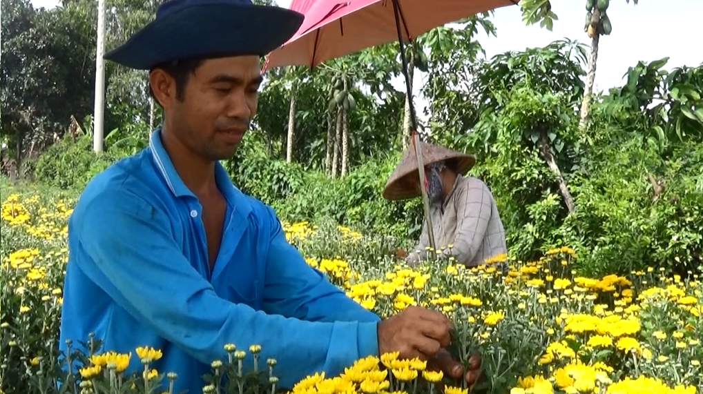 Hoa cúc tiger đất thắng lớn dịp Tết Đoan Ngọ