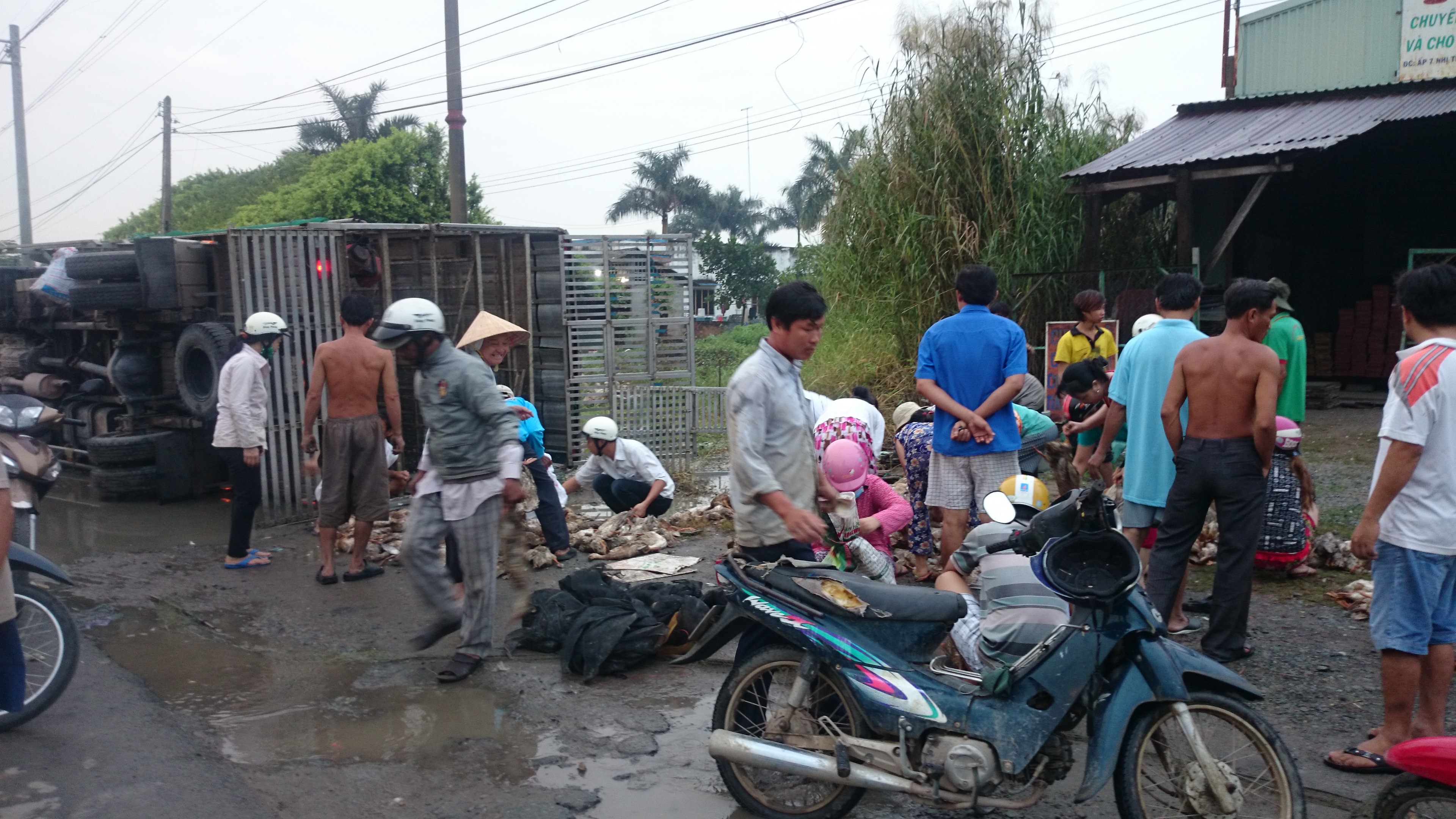 Hàng trăm người phụ gom vịt và mua lại những con vịt đã chết để hỗ trợ chủ nuôi