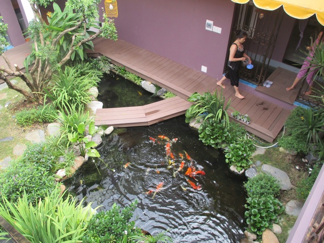 Ao cá xanh mát trong lòng ngôi nhà phố ở Bình Dương