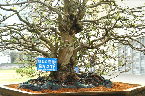 Cây tiền tỉ ra chợ