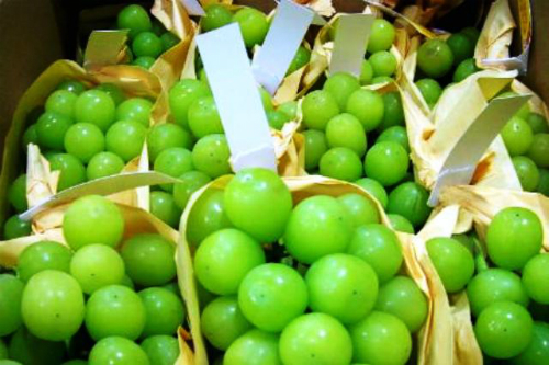 Nho mẫu đơn xanh tr&aacute;i căng mọng, c&oacute; m&ugrave;i thơm thoảng thoảng m&ugrave;i xo&agrave;i ch&iacute;n. Ảnh: Hana.