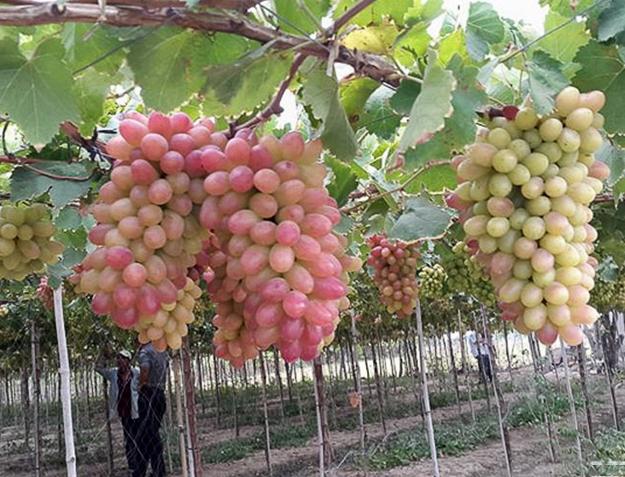 Trồng thành công giống nho chất lượng cao