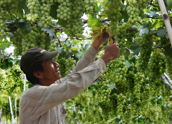 Giá nho tăng mạnh, nông dân Ninh Thuận bớt khổ