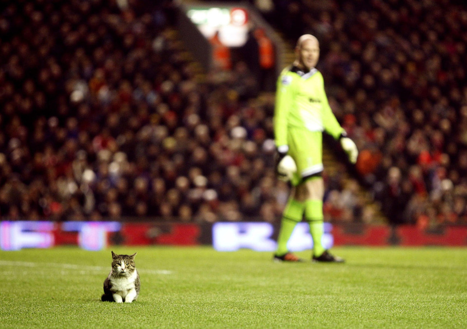 
Một ch&uacute; m&egrave;o dễ thương xuất hiện tr&ecirc;n s&acirc;n Anfield trận Liverpool - Tottenham năm 2012
