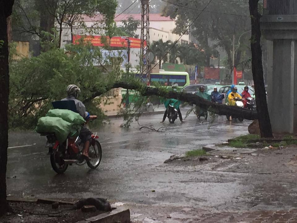 TP HCM: Mưa không lớn nhưng 3 cây đã ngã