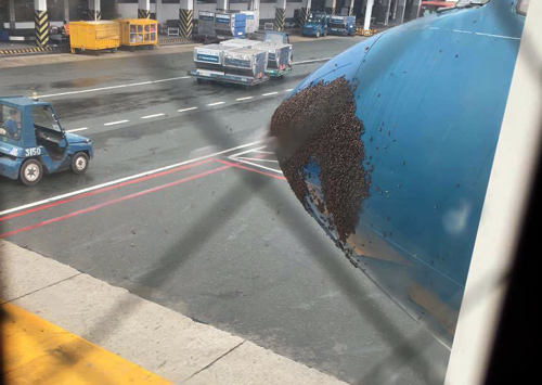 Ong vỡ tổ làm trễ chuyến bay Vietnam Airlines