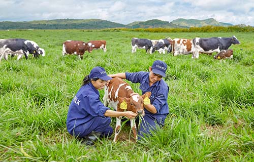 Vinamilk sắp có sữa tươi organic chất lượng cao cấp
