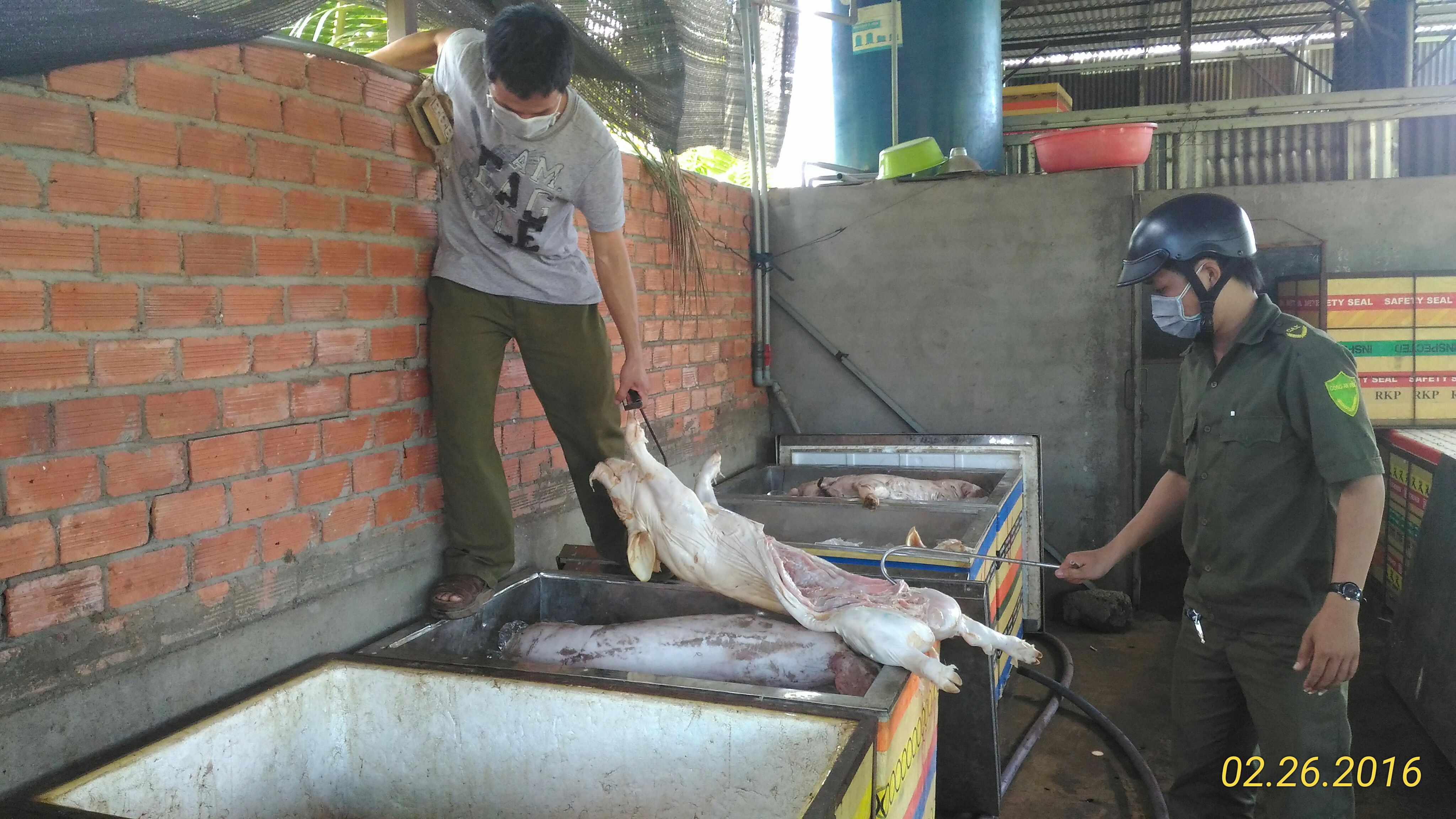 Bị bắt quả tang, chủ lò heo lậu leo tường bỏ trốn