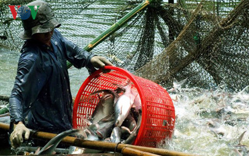 Cá tra Miền Tây: Thương lái Trung Quốc "làm loạn"?