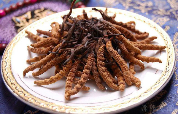 Đông trùng hạ thảo 1,6 tỉ đồng/kg?